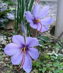 516px-crocus_sativus2