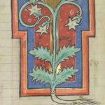 Buchmalerei aus einem mittelalterlichen medizinischen Traktat. Zu sehen ist eine Pflanze mit vier Blättern, jeweils zwei pro Seite, und drei sternförmigen Blüten auf roten Hintergrund und mit blau-roten Doppelrahmen in T-Form 