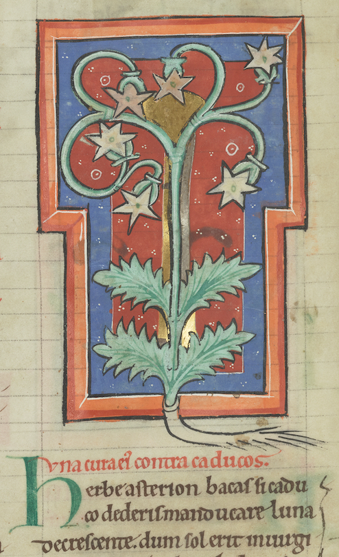 Book illumination from a medieval medical treatise. Shown is a plant with four leaves, two on each side, and three star-shaped flowers on a red background and with blue and red double T-shaped frames