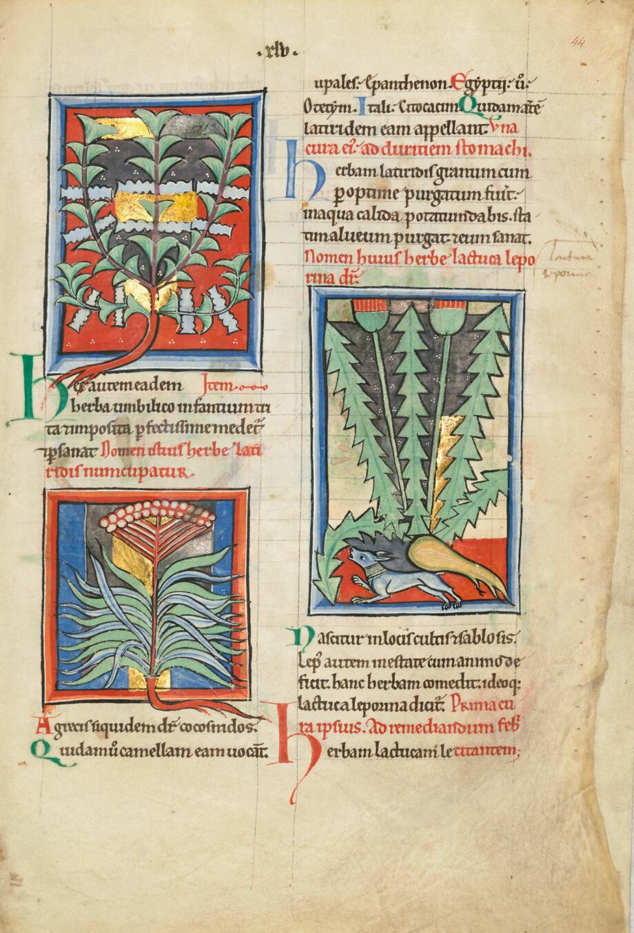 Eine edle Einzelseite aus dem Faksimile Von Pflanzen und Tieren, das Folio 44r zeigt mit lupinus muntanus [=montanus] – Wolfsbohne; latiridis – Springwolfsmilch; lactuca leporina – Giftlattich.