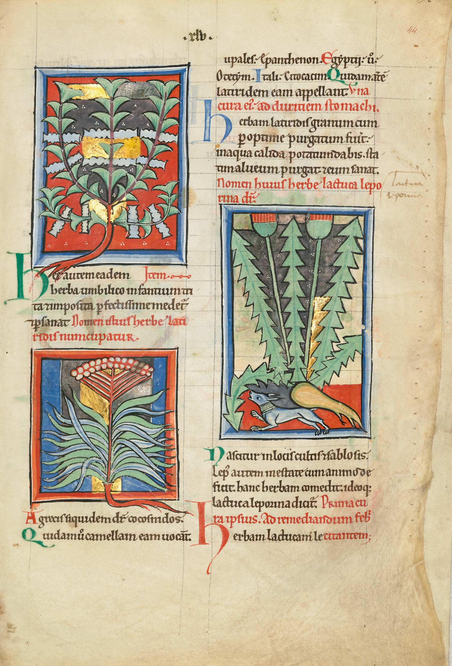 A fine art single page from the facsimile About Plants and Animals. Folio 44r shows with lupinus muntanus [=montanus] - wolf bean; latiridis - spring spurge; lactuca leporina - poisonous lettuce.