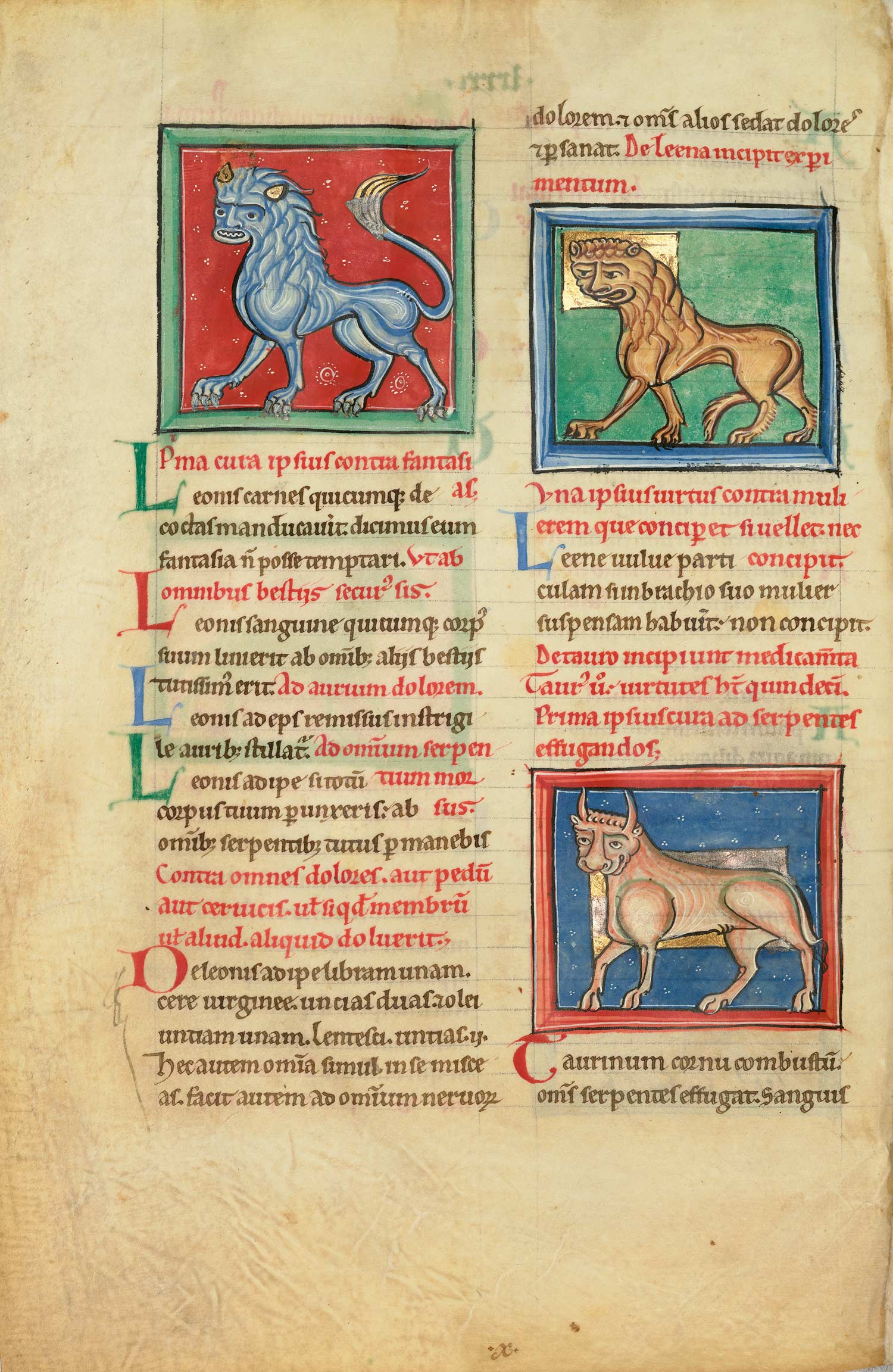 A fine art single page from the facsimile About Plants and Animals. It shows folio 80v with leo - lion; leena [leaena] - lioness; taurus - bull.