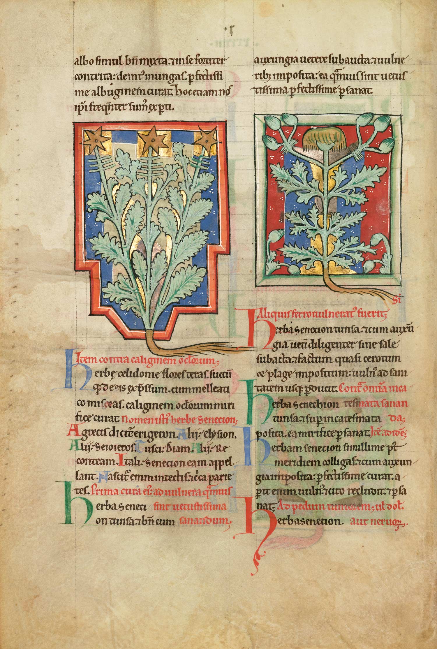 A fine art single page from the facsimile About Plants and Animals.